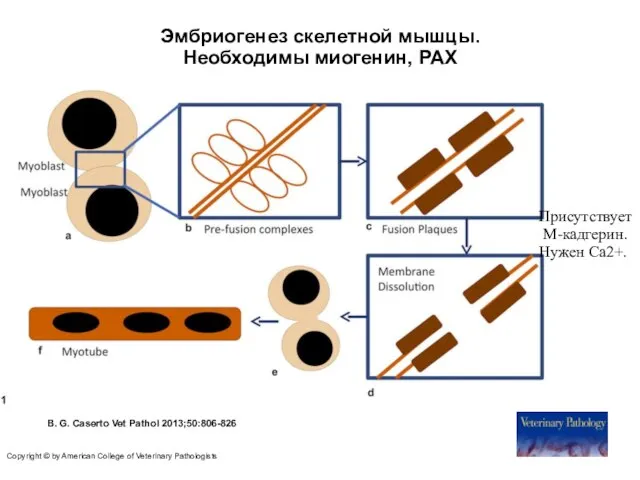 Эмбриогенез скелетной мышцы. Необходимы миогенин, PAX B. G. Caserto Vet Pathol