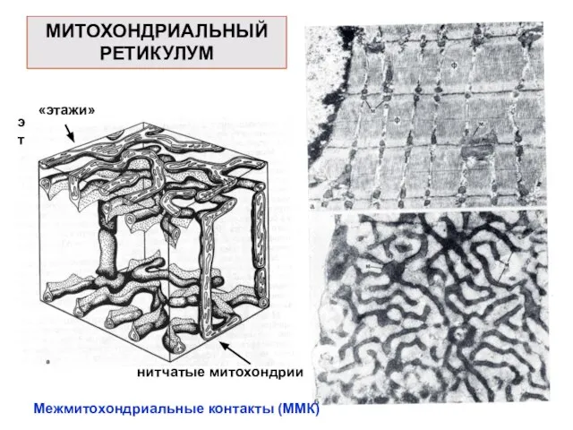 МИТОХОНДРИАЛЬНЫЙ РЕТИКУЛУМ эт «этажи» нитчатые митохондрии Межмитохондриальные контакты (ММК)