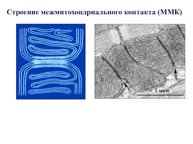 Строение межмитохондриального контакта (ММК) 1 мкм