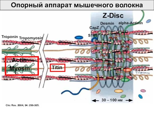 Z-Disc CapZ Desmin alpha-Actinin Actin Troponin Tropomyosin Myosin Titin S100 Circ