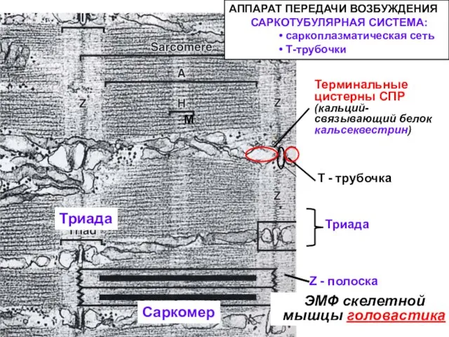 Терминальные цистерны СПР (кальций-связывающий белок кальсеквестрин) Т - трубочка Триада Z