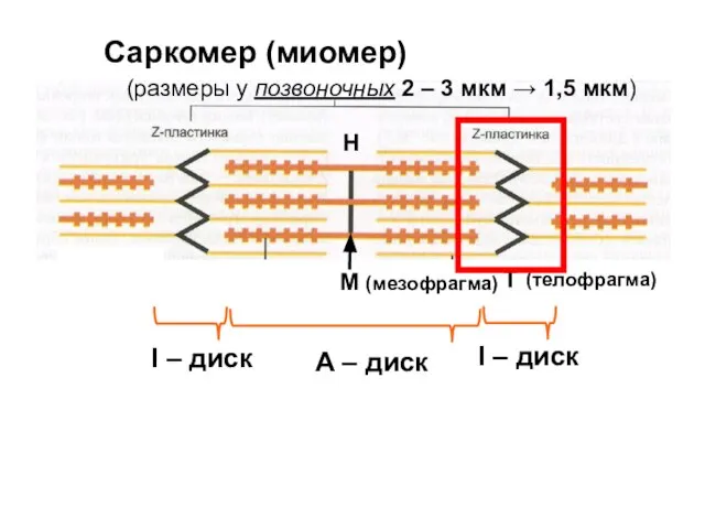 Н М (мезофрагма) Т А – диск I – диск I – диск (телофрагма)