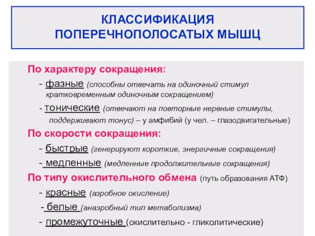 КЛАССИФИКАЦИЯ ПОПЕРЕЧНОПОЛОСАТЫХ МЫШЦ По характеру сокращения: - фазные (способны отвечать на