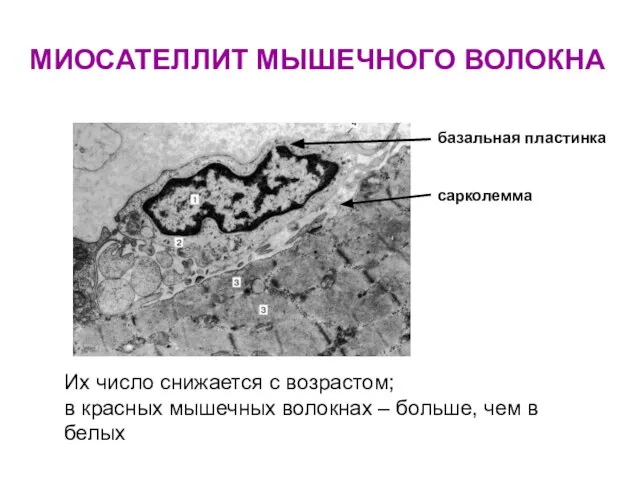 МИОСАТЕЛЛИТ МЫШЕЧНОГО ВОЛОКНА базальная пластинка сарколемма Их число снижается с возрастом;