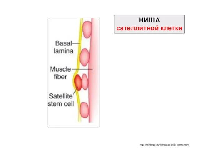 http://moikompas.ru/compas/satellite_cell#content НИША сателлитной клетки