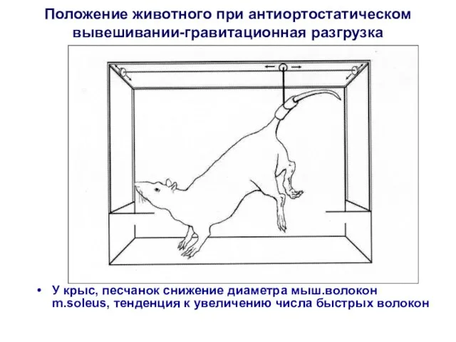 Положение животного при антиортостатическом вывешивании-гравитационная разгрузка У крыс, песчанок снижение диаметра