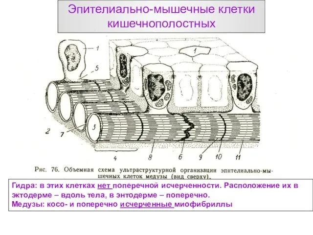 Эпителиально-мышечные клетки кишечнополостных Гидра: в этих клетках нет поперечной исчерченности. Расположение