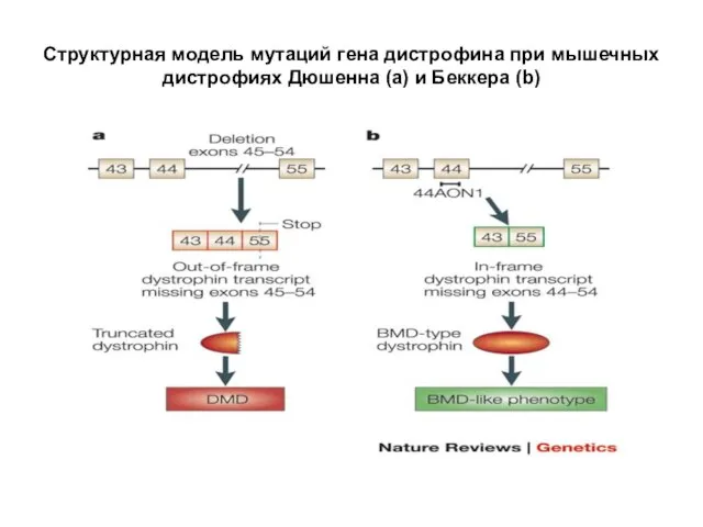 Структурная модель мутаций гена дистрофина при мышечных дистрофиях Дюшенна (а) и Беккера (b)