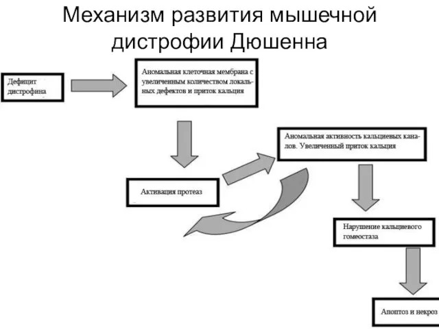 Механизм развития мышечной дистрофии Дюшенна