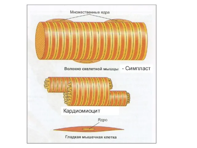 Кардиомиоцит - Симпласт