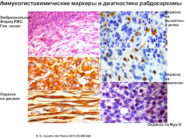 Иммуногистохимические маркеры в диагностике рабдосаркомы B. G. Caserto Vet Pathol 2013;50:806-826