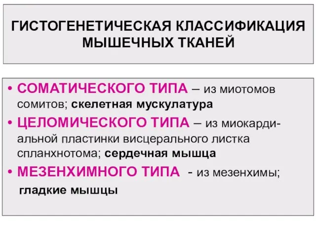 ГИСТОГЕНЕТИЧЕСКАЯ КЛАССИФИКАЦИЯ МЫШЕЧНЫХ ТКАНЕЙ СОМАТИЧЕСКОГО ТИПА – из миотомов сомитов; скелетная