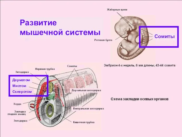 Склеротом Миотом Дерматом Развитие мышечной системы Сомиты