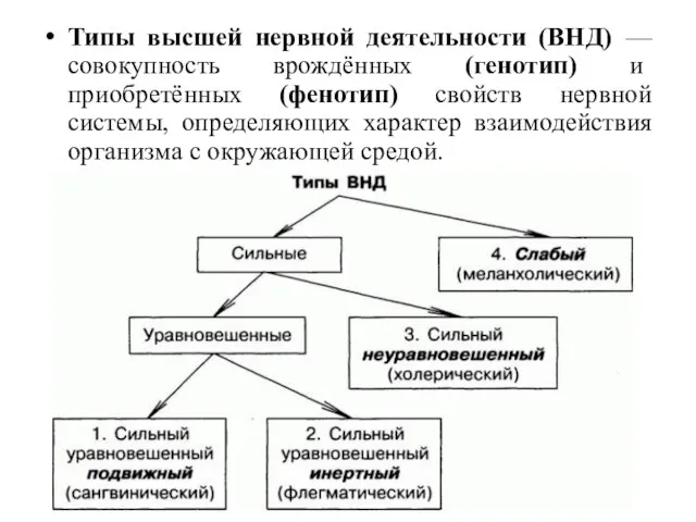 Типы высшей нервной деятельности (ВНД) — совокупность врождённых (генотип) и приобретённых