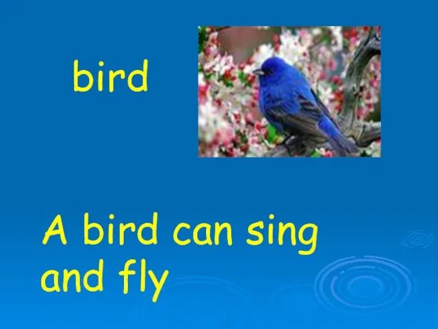 bird A bird can sing and fly