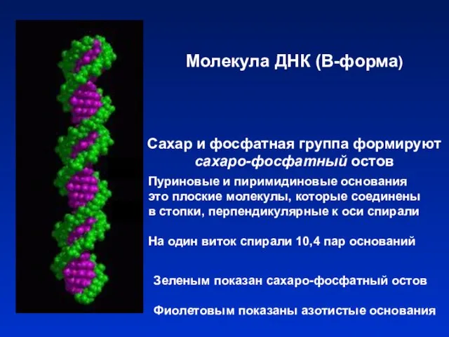 Молекула ДНК (В-форма) Сахар и фосфатная группа формируют сахаро-фосфатный остов Пуриновые