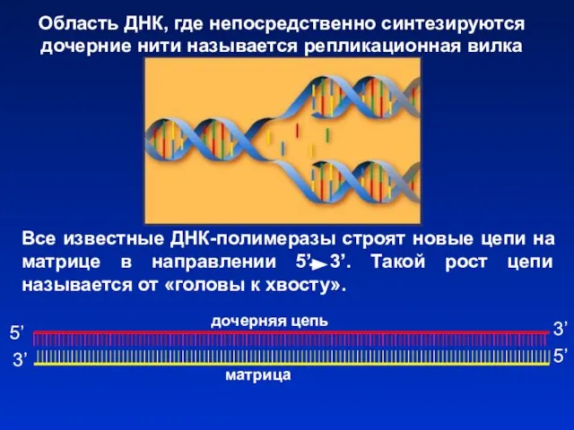 Все известные ДНК-полимеразы строят новые цепи на матрице в направлении 5’
