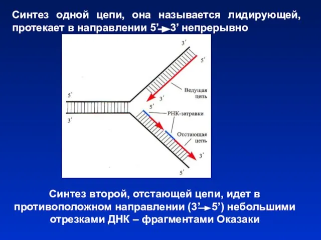 Синтез одной цепи, она называется лидирующей, протекает в направлении 5’ 3’
