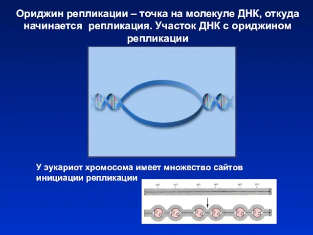 Ориджин репликации – точка на молекуле ДНК, откуда начинается репликация. Участок