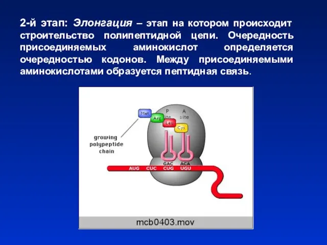 2-й этап: Элонгация – этап на котором происходит строительство полипептидной цепи.