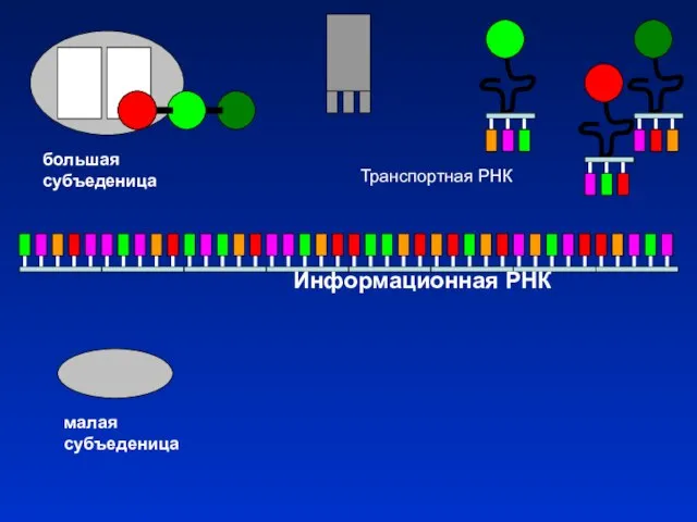 Информационная РНК малая субъеденица большая субъеденица Транспортная РНК
