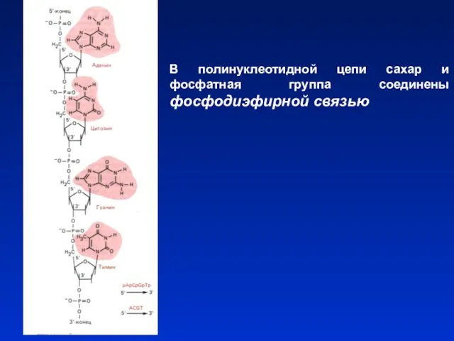 В полинуклеотидной цепи сахар и фосфатная группа соединены фосфодиэфирной связью