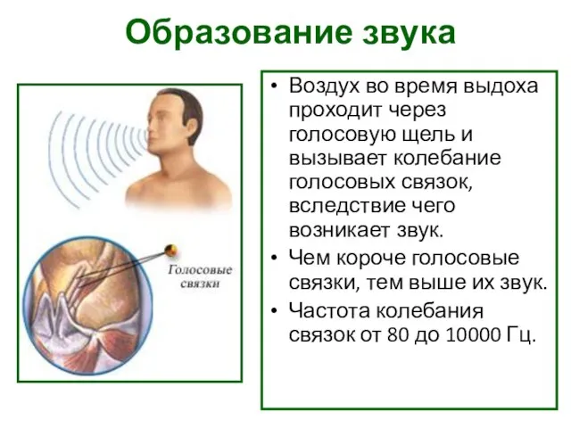 Образование звука Воздух во время выдоха проходит через голосовую щель и