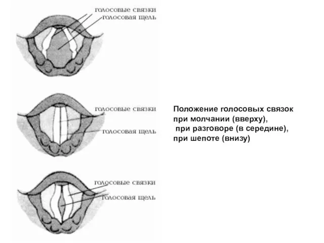Положение голосовых связок при молчании (вверху), при разговоре (в середине), при шепоте (внизу)