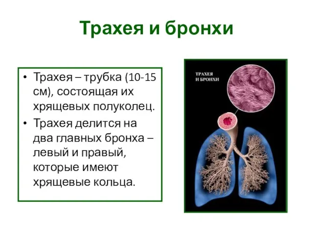 Трахея и бронхи Трахея – трубка (10-15 см), состоящая их хрящевых