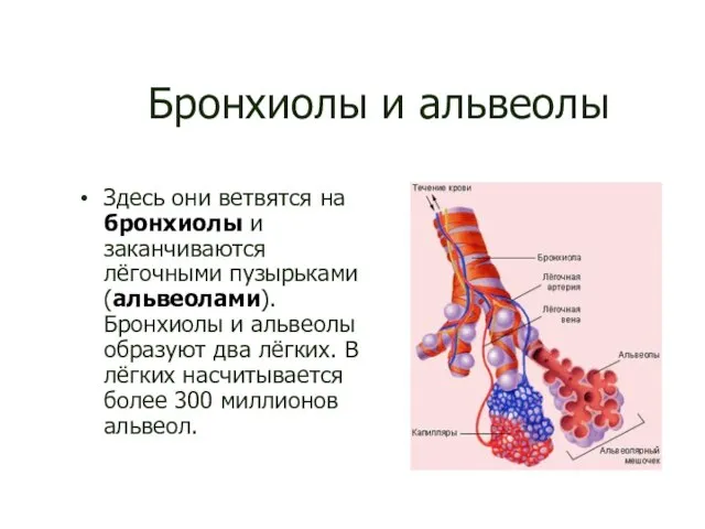 Бронхиолы и альвеолы Здесь они ветвятся на бронхиолы и заканчиваются лёгочными