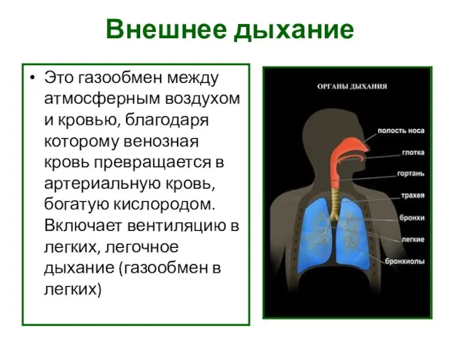 Внешнее дыхание Это газообмен между атмосферным воздухом и кровью, благодаря которому