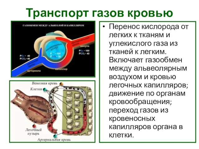 Транспорт газов кровью Перенос кислорода от легких к тканям и углекислого