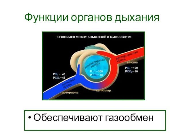 Функции органов дыхания Обеспечивают газообмен