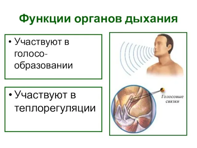 Функции органов дыхания Участвуют в голосо-образовании Участвуют в теплорегуляции