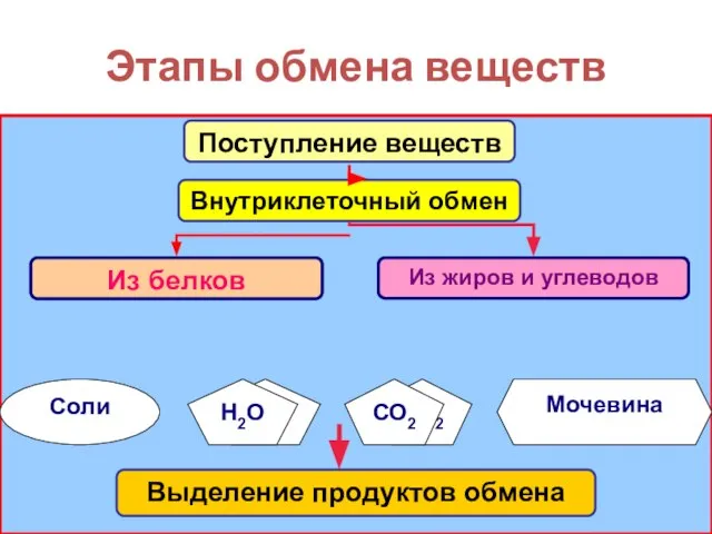 Этапы обмена веществ Н2О СО2 Мочевина Соли Поступление веществ Н2О СО2