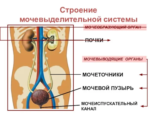 Строение мочевыделительной системы