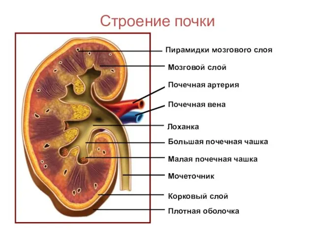 Строение почки