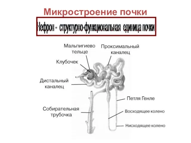 Микростроение почки