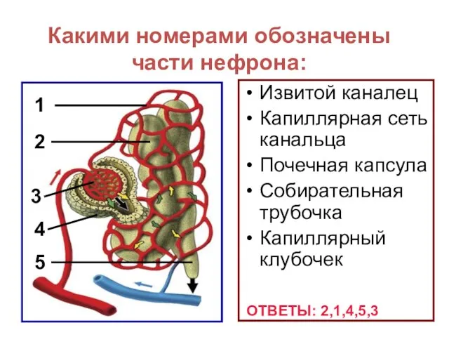 Извитой каналец Капиллярная сеть канальца Почечная капсула Собирательная трубочка Капиллярный клубочек