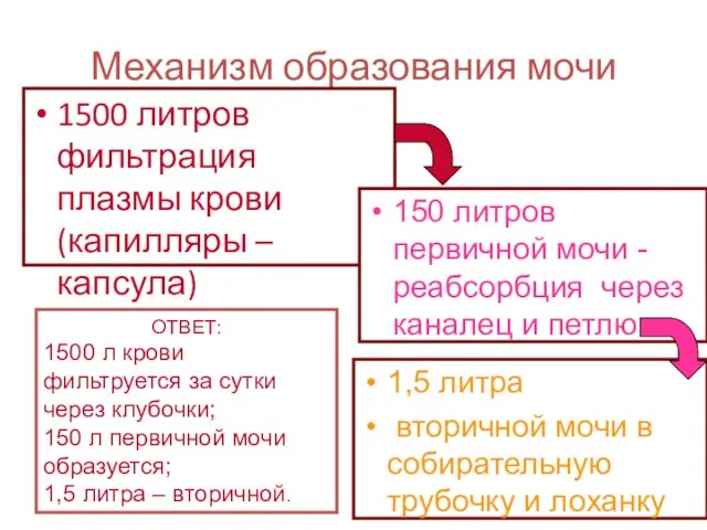 Механизм образования мочи 1500 литров фильтрация плазмы крови (капилляры – капсула)