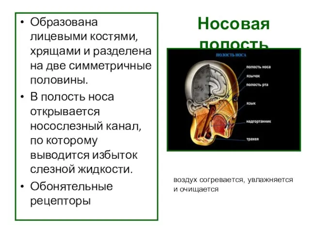 Носовая полость Образована лицевыми костями, хрящами и разделена на две симметричные