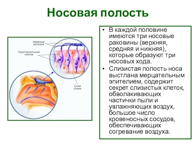 Носовая полость В каждой половине имеются три носовые раковины (верхняя, средняя