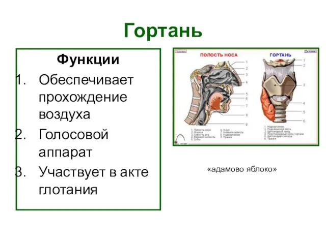 Гортань Функции Обеспечивает прохождение воздуха Голосовой аппарат Участвует в акте глотания «адамово яблоко»