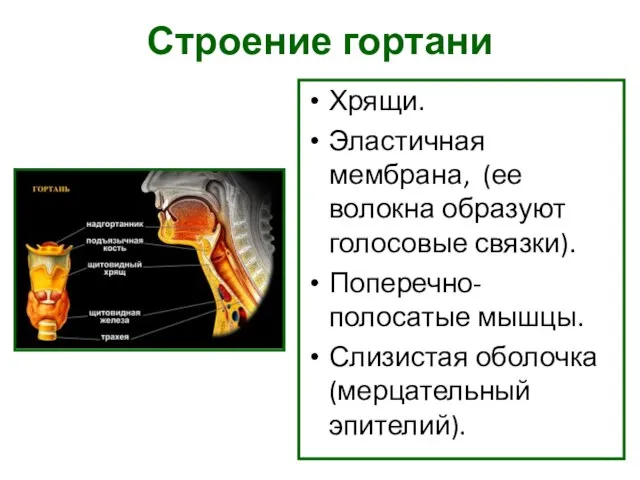 Строение гортани Хрящи. Эластичная мембрана, (ее волокна образуют голосовые связки). Поперечно-полосатые мышцы. Слизистая оболочка (мерцательный эпителий).