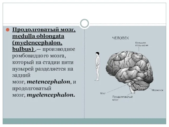 Продолговатый мозг, medulla oblongata (myelencephalon, bulbus) ,— производное ромбовидного мозга, который