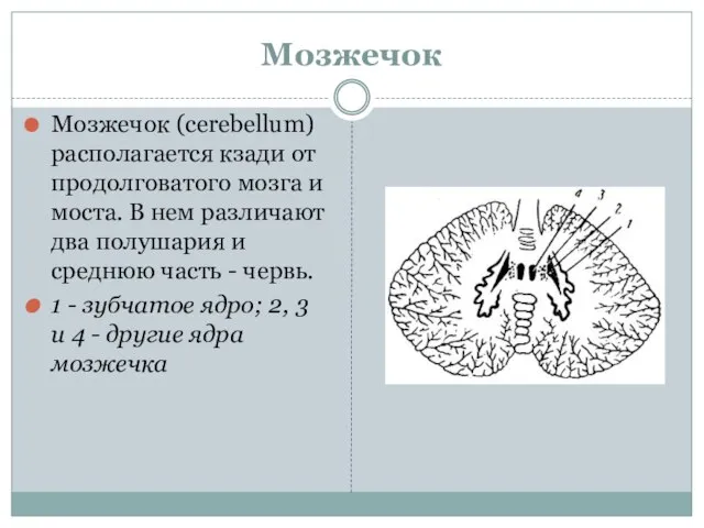 Мозжечок Мозжечок (cerebellum) располагается кзади от продолговатого мозга и моста. В