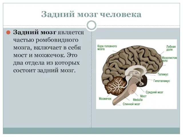 Задний мозг человека Задний мозг является частью ромбовидного мозга, включает в