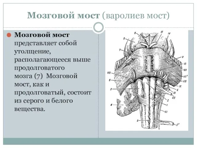 Мозговой мост (варолиев мост) Мозговой мост представляет собой утолщение, располагающееся выше