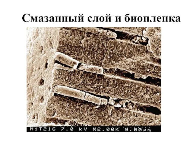 Смазанный слой и биопленка