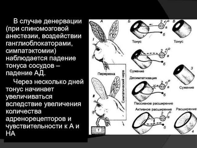 В случае денервации (при спиномозговой анестезии, воздействии ганглиоблокаторами, симпатэктомии) наблюдается падение